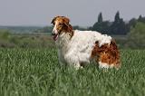 BARZOI 073